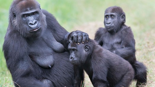 Fünfte Geburt führt zur größten Gorillagruppe
