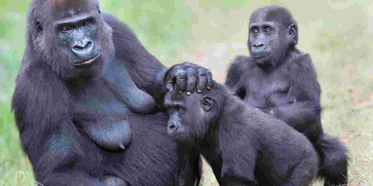 Fünfte Geburt führt zur größten Gorillagruppe