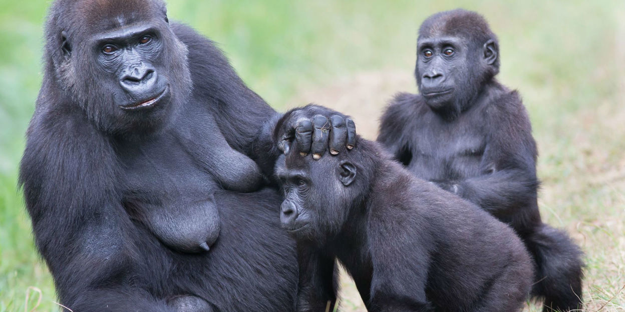 Fünfte Geburt führt zur größten Gorillagruppe