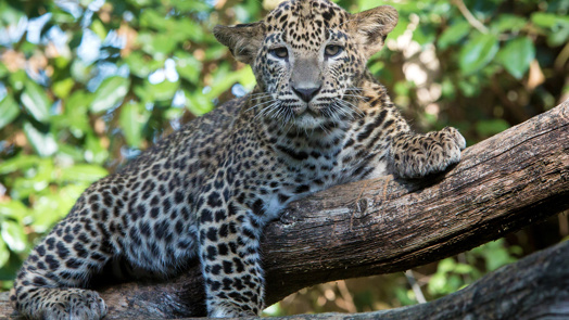 Magnetboxen für die Leoparden