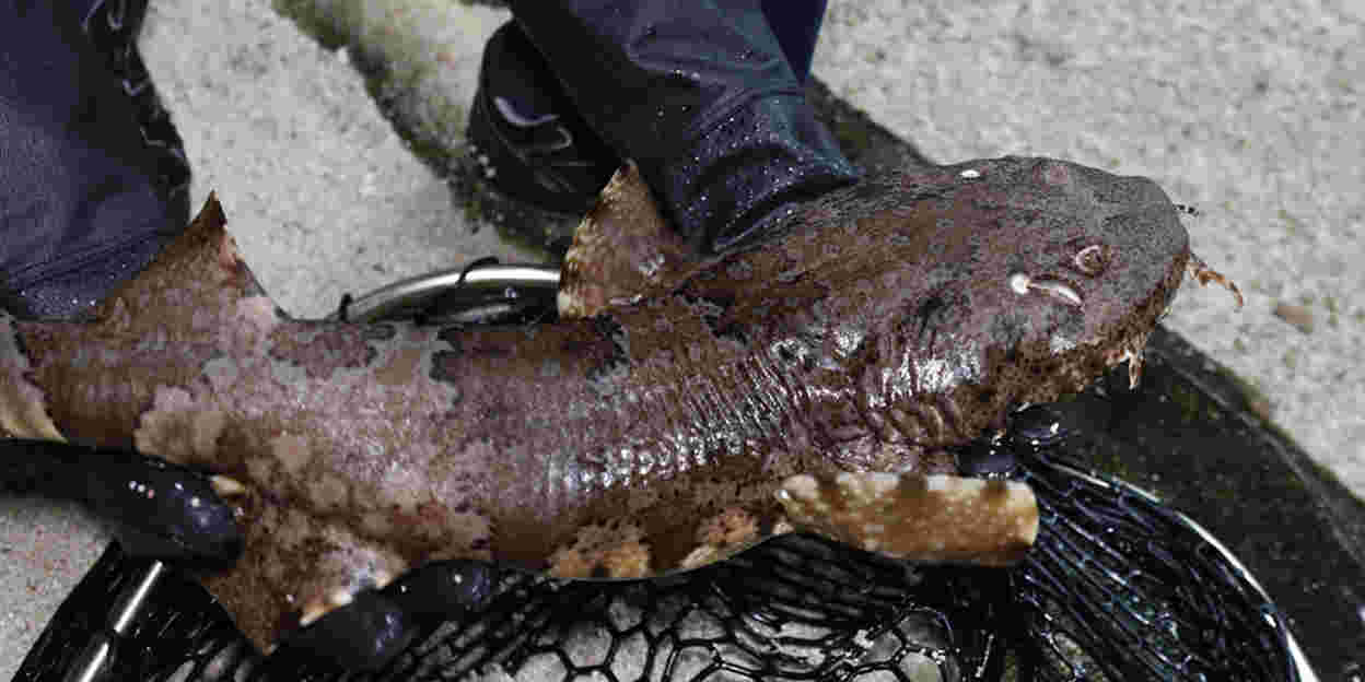 Eine neue Hai-Art in Burgers’ Ocean: der Gemeine Teppichhai oder Wobbegong