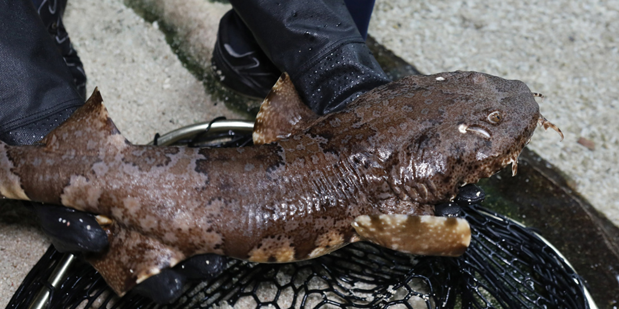 Eine neue Hai-Art in Burgers’ Ocean: der Gemeine Teppichhai oder Wobbegong