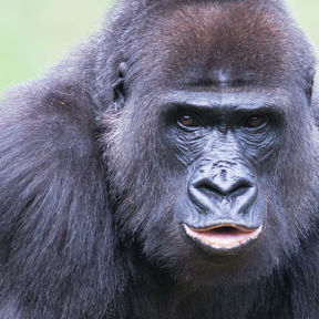Westlicher Flachlandgorilla