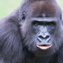 Lesen Sie mehr über: Westlicher Flachlandgorilla