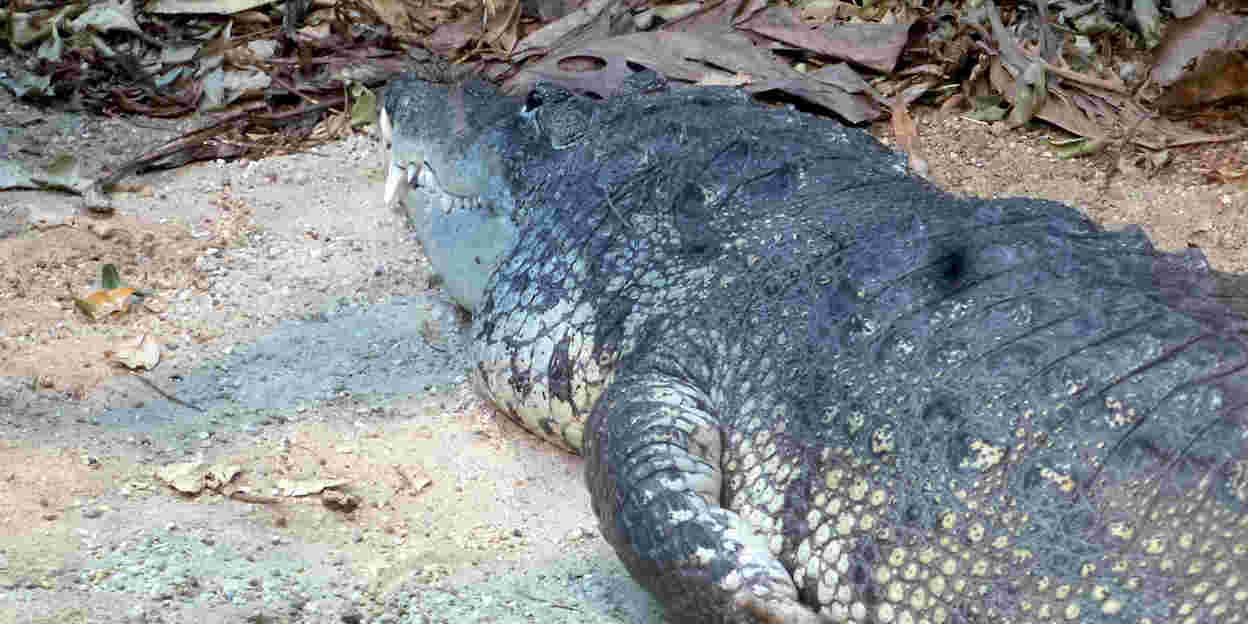 Ein Krokodil mit kleinen Beulen