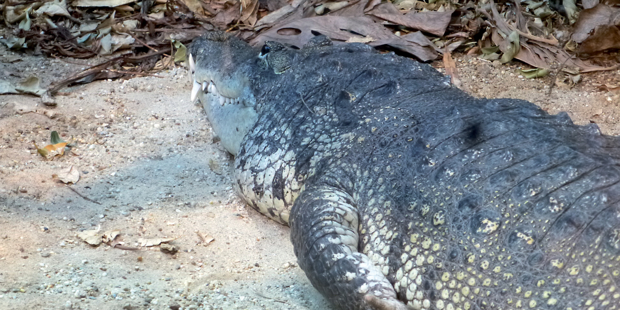Ein Krokodil mit kleinen Beulen