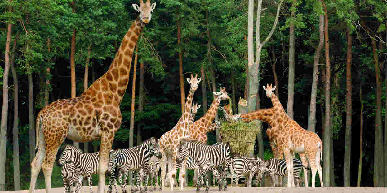Die Geheimsprache der Savannentiere