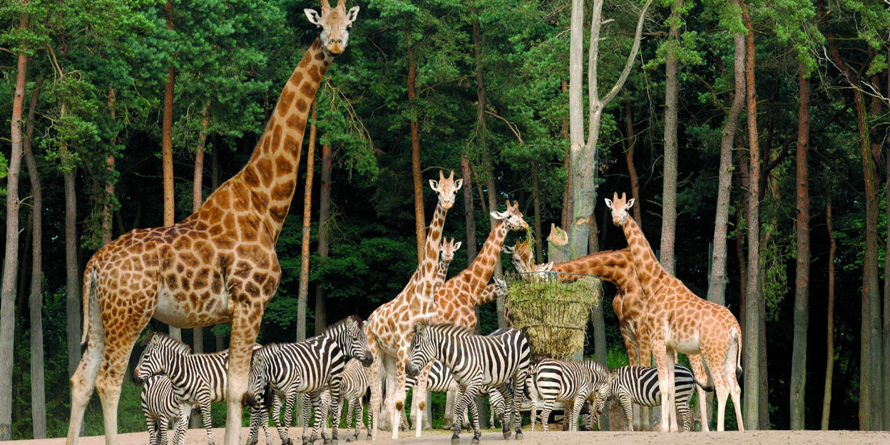Die Geheimsprache der Savannentiere