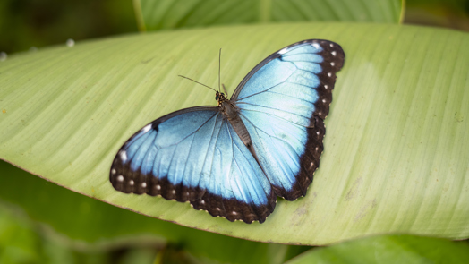 Joeri betreut Blaue Morphofalter