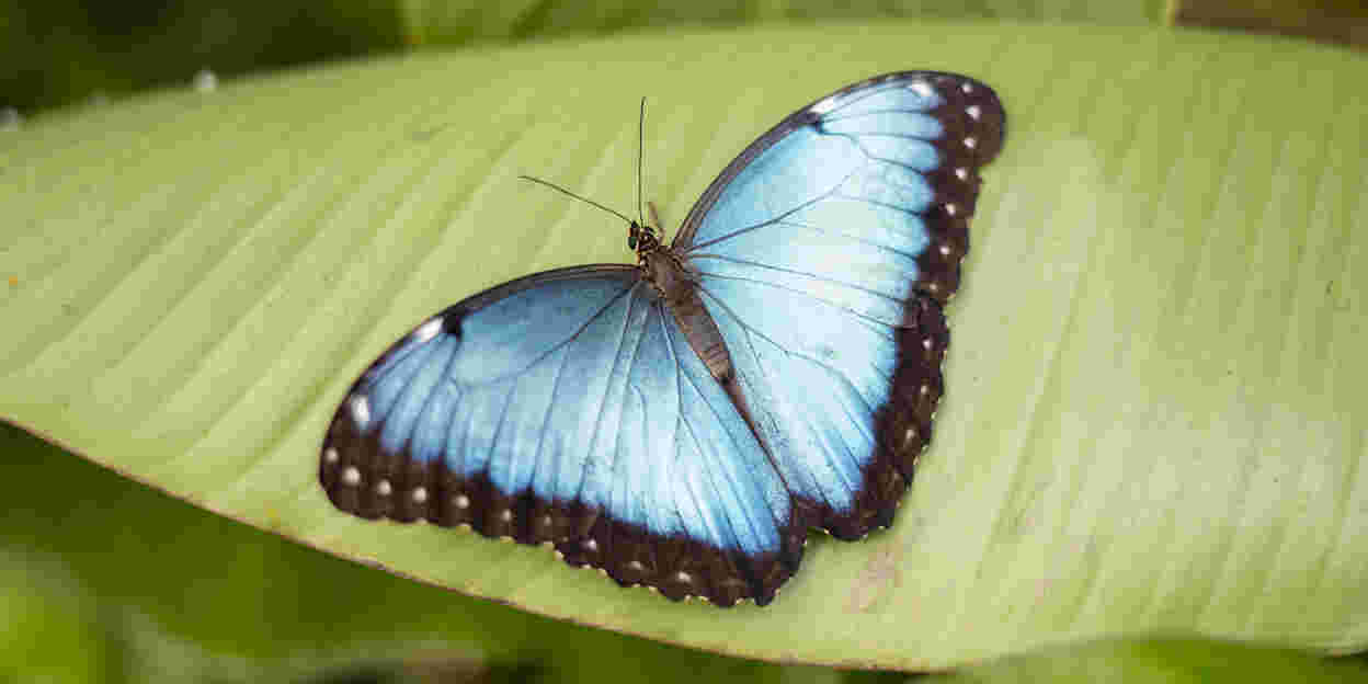 Joeri betreut Blaue Morphofalter