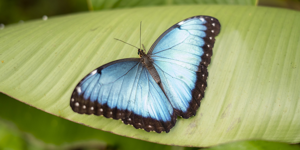 Joeri betreut Blaue Morphofalter