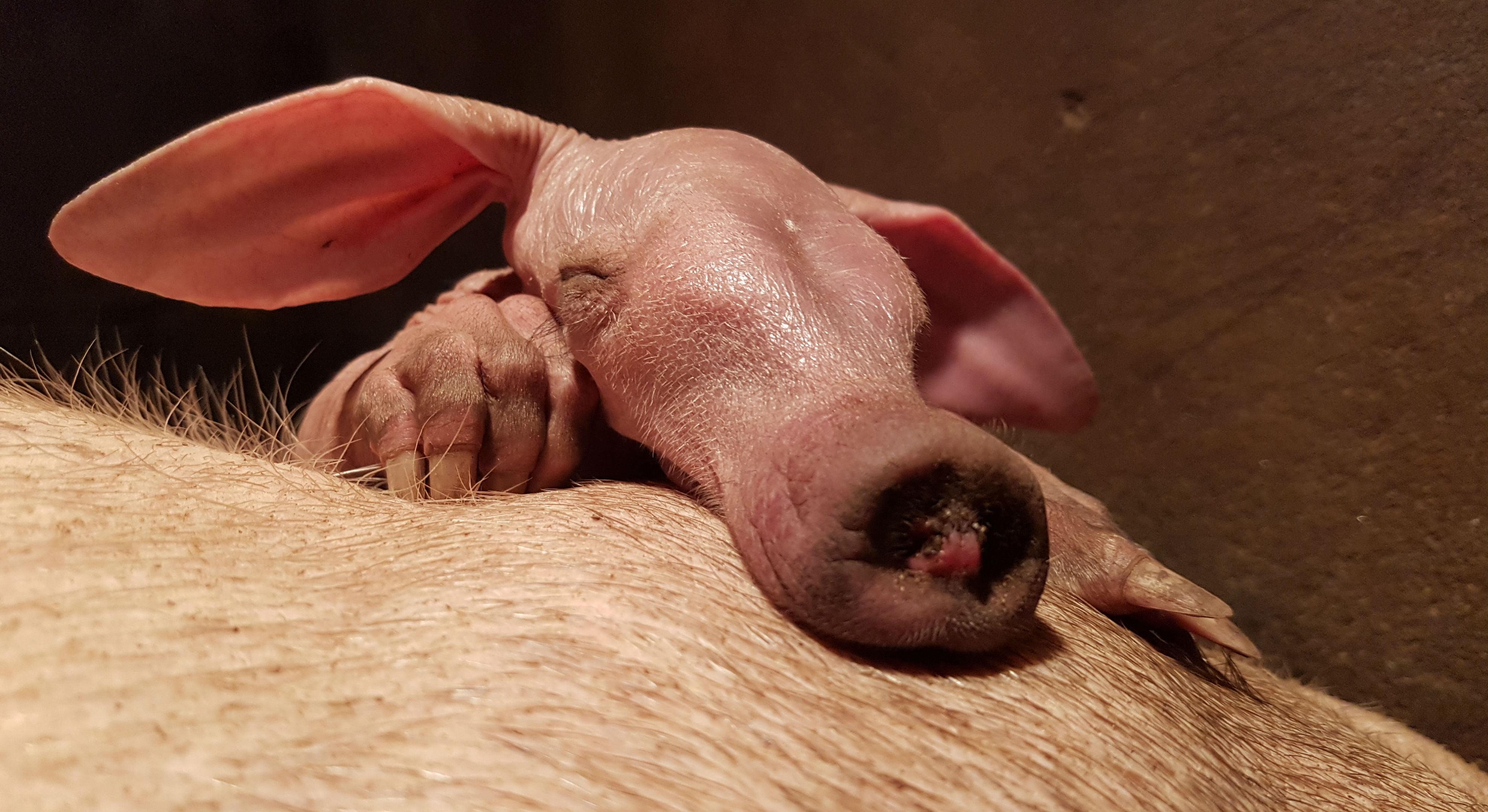 europas erfolgreichster erdferkel-züchter erreicht meilenstein