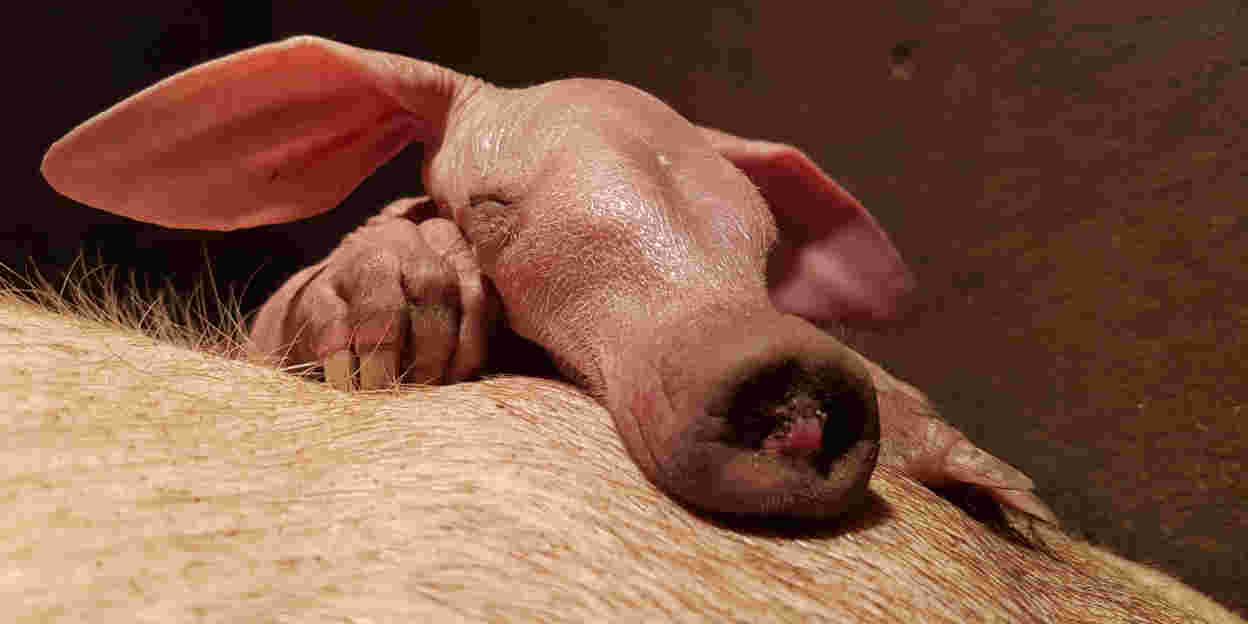Europas erfolgreichster Erdferkel-Züchter erreicht wichtigen Meilenstein