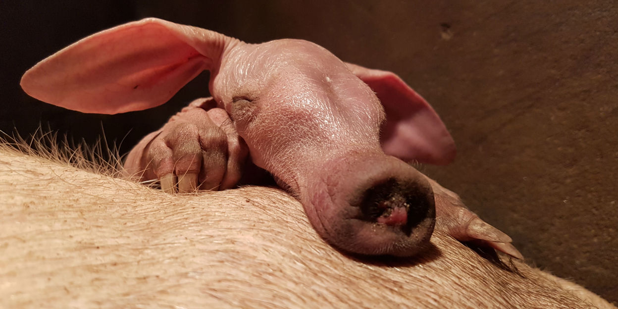 Europas erfolgreichster Erdferkel-Züchter erreicht wichtigen Meilenstein