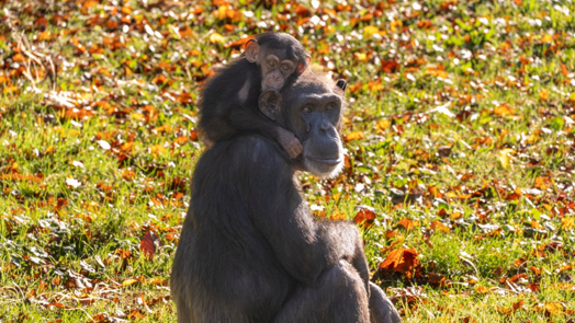Keine Bananen für die Schimpansen im Burgers’ Zoo