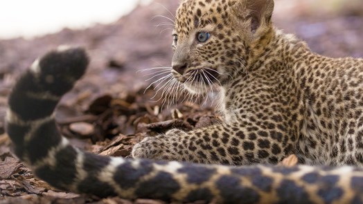  Bilder Geburt Sri-Lanka-Leopard