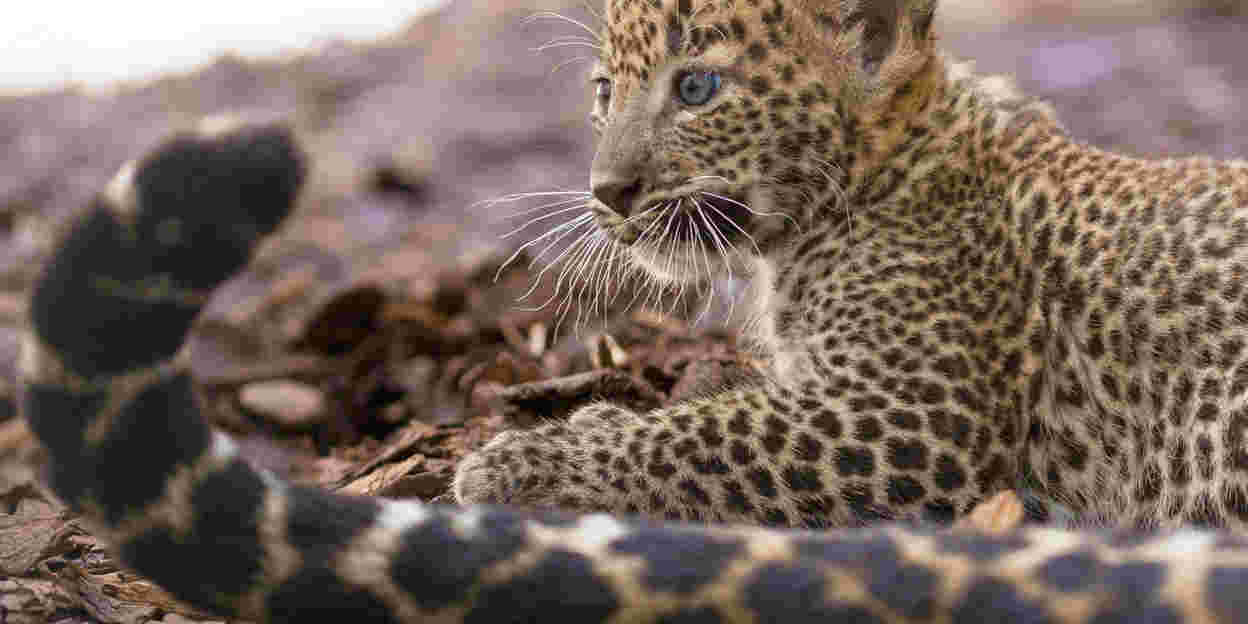  Bilder Geburt Sri-Lanka-Leopard