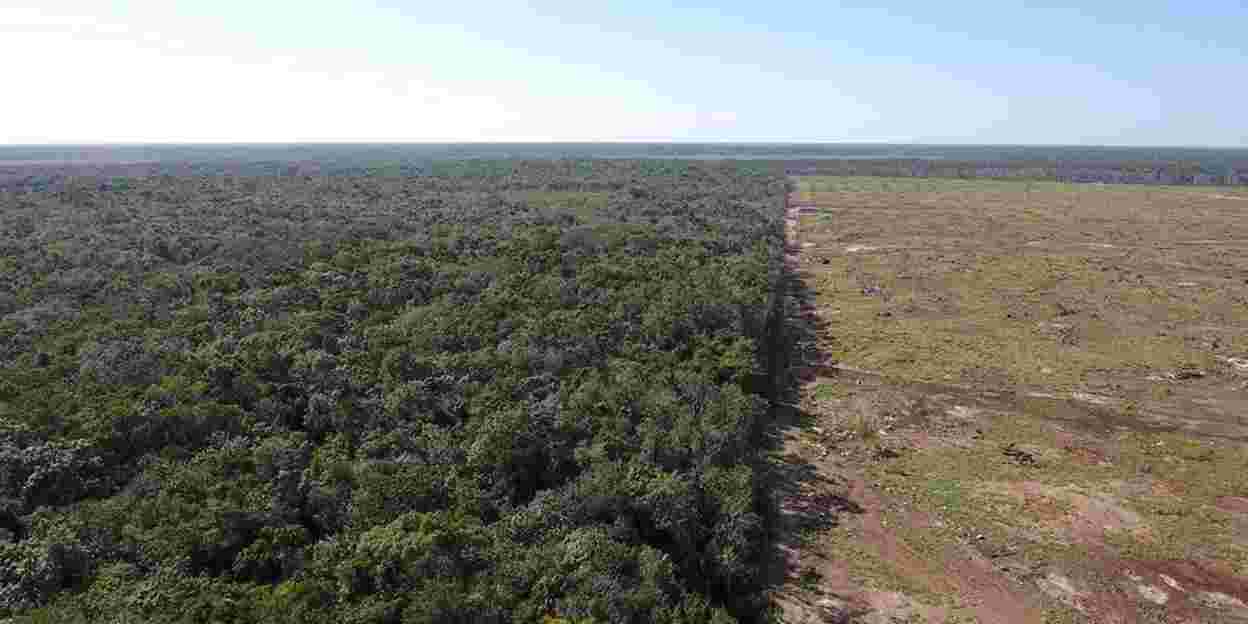Naturschutz: CSFI Belize