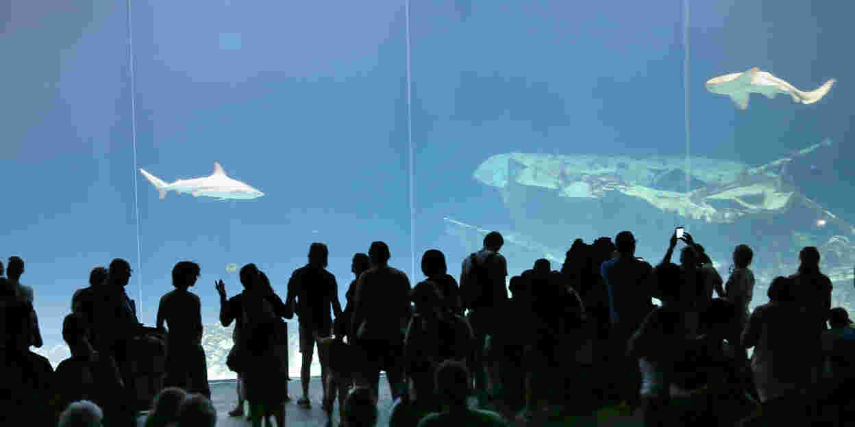 Der „Ocean“ entwickelt sich immer weiter!