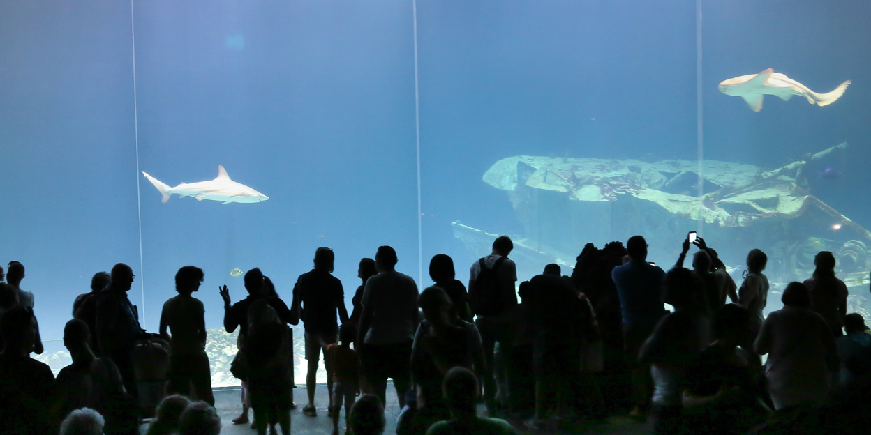 Der „Ocean“ entwickelt sich immer weiter!