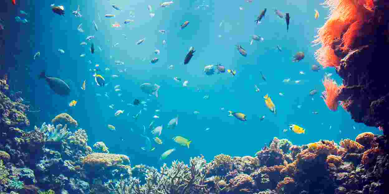 Das tropische Korallenriff Burgers’ Ocean