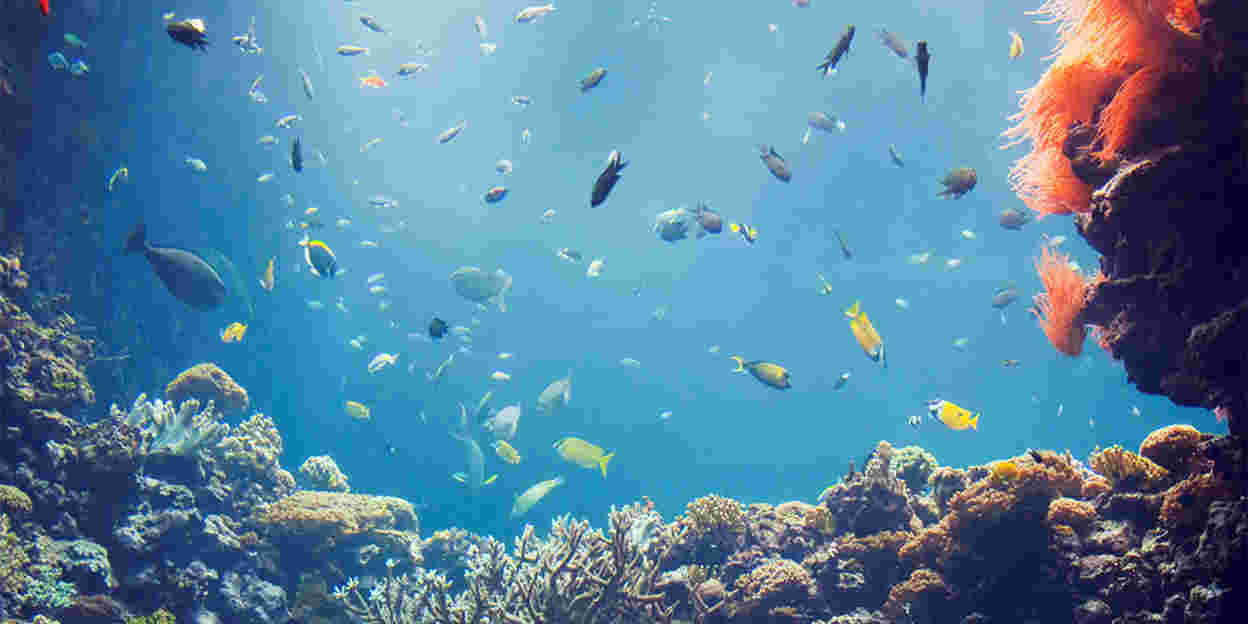 Das tropische Korallenriff Burgers’ Ocean