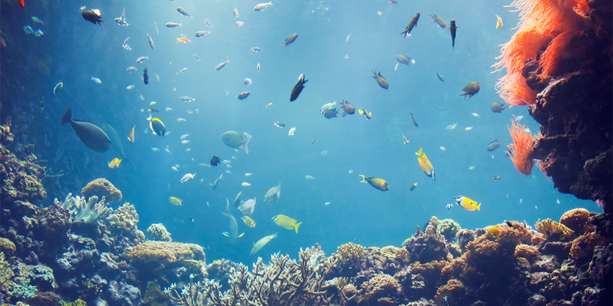 Das tropische Korallenriff Burgers’ Ocean