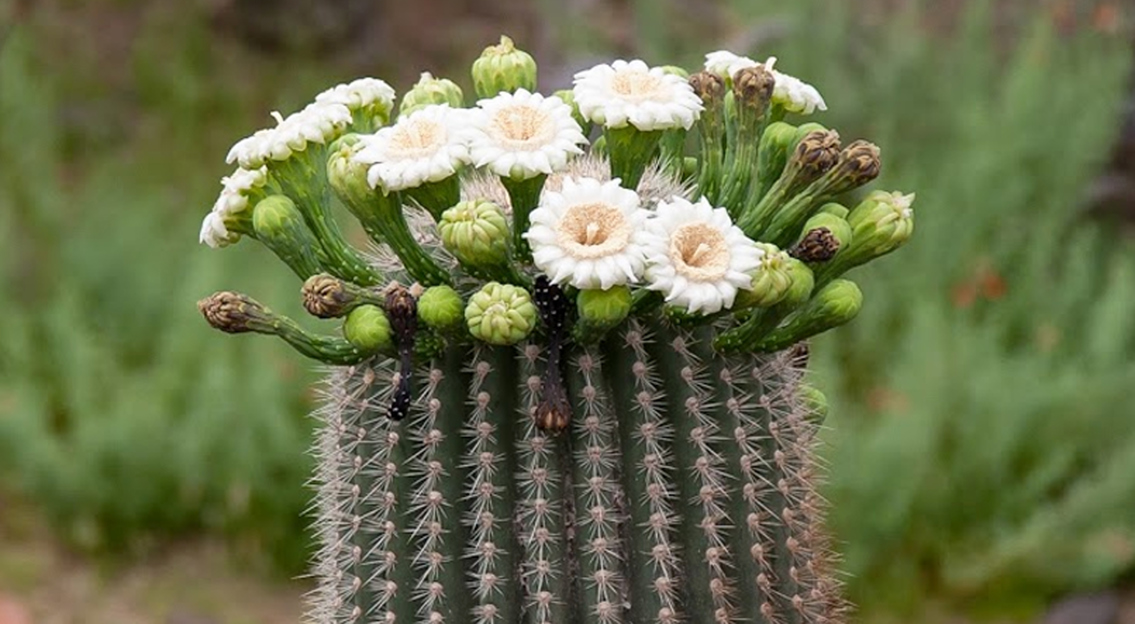Blumen an der Spitze
