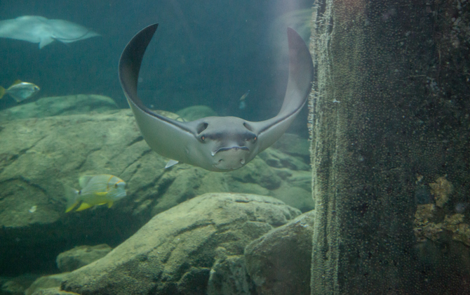 Arnheimer Adlerrochen nach Frankreich