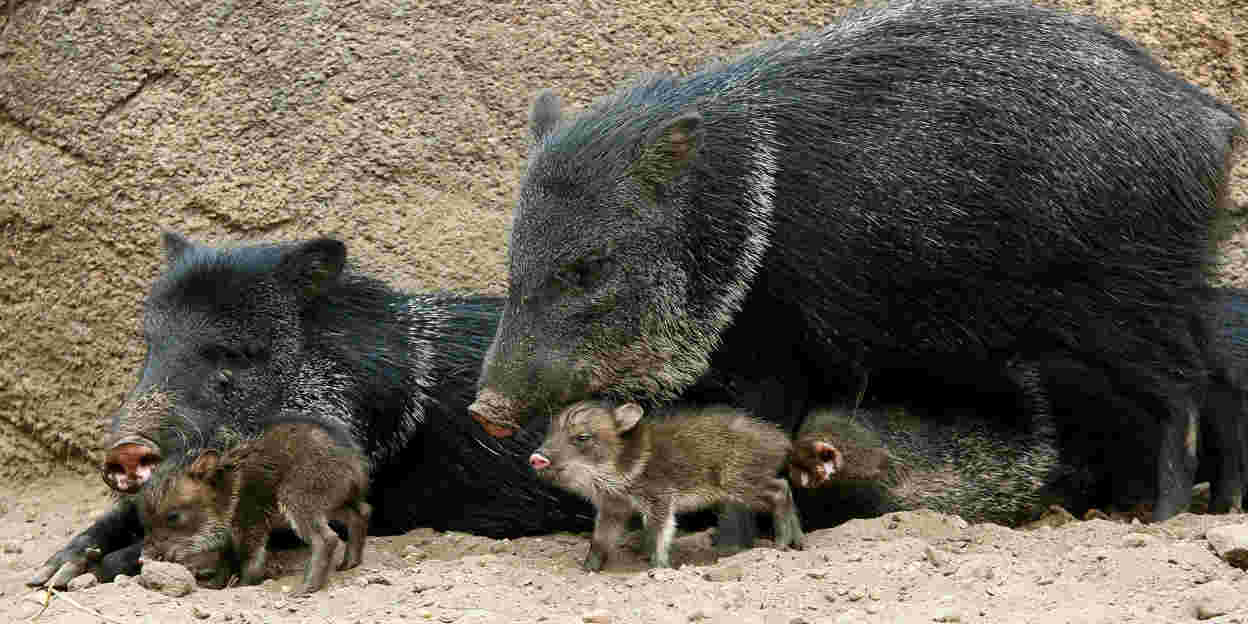 Ein vielseitiges „Schweinchen“