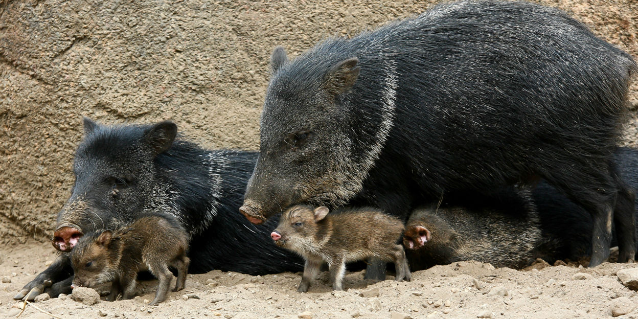 Ein vielseitiges „Schweinchen“