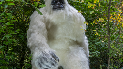 Yeti