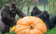 Der Nikolaus bringt den gorillas einen Riesenkürbis