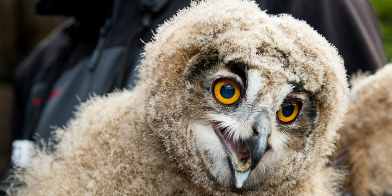 Erneuter Bruterfolg bei wilden Uhus im Burgers' Zoo