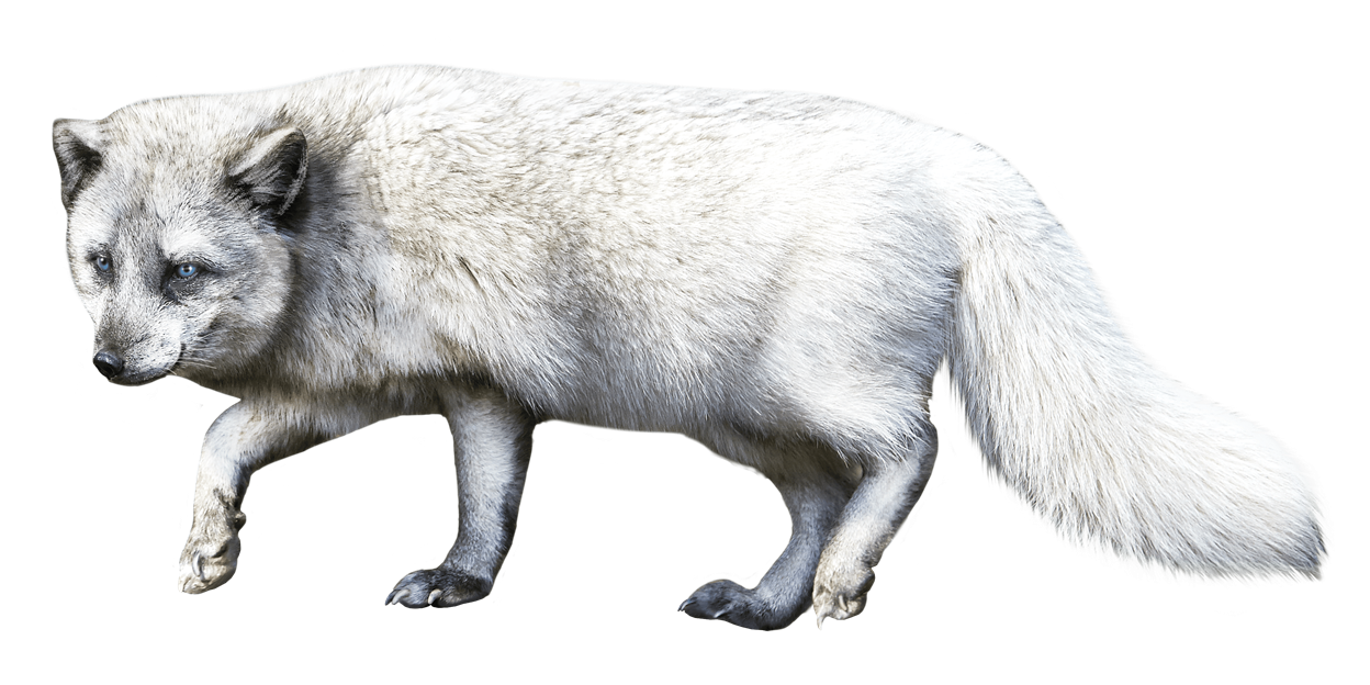 Polarfuchs (Vulpes lagopus)