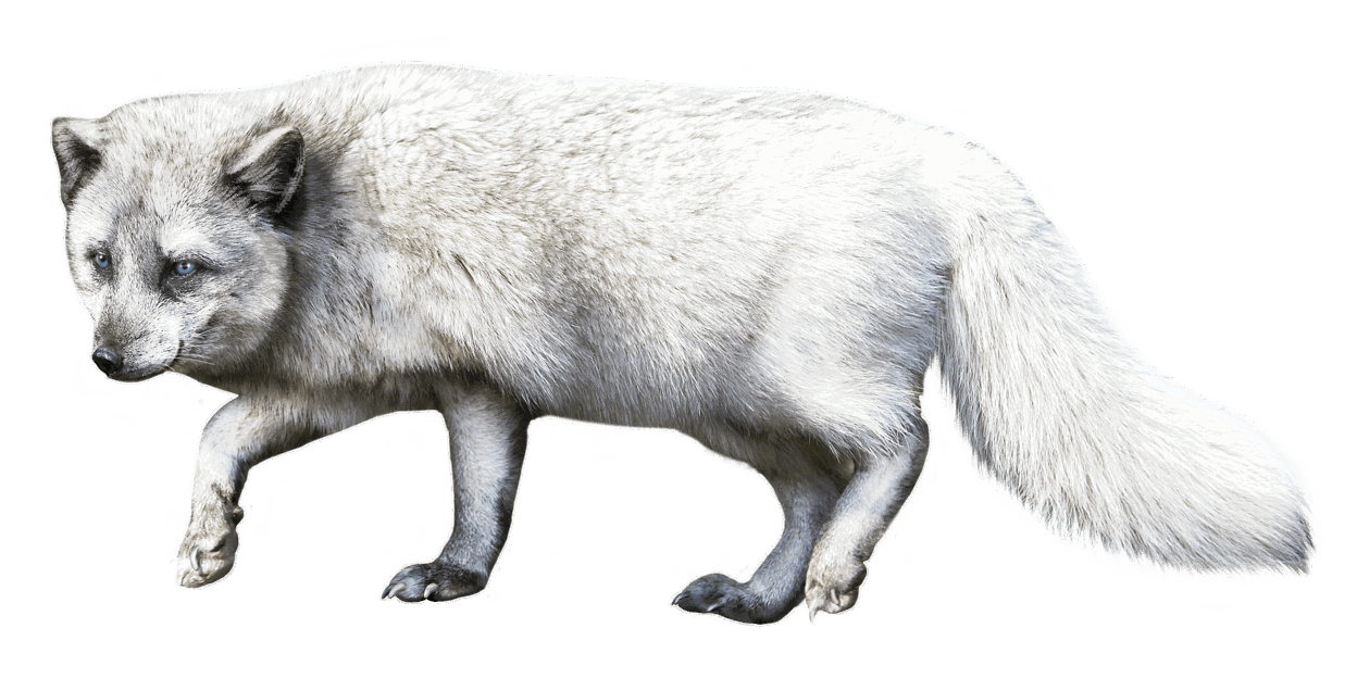 Polarfuchs (Vulpes lagopus)