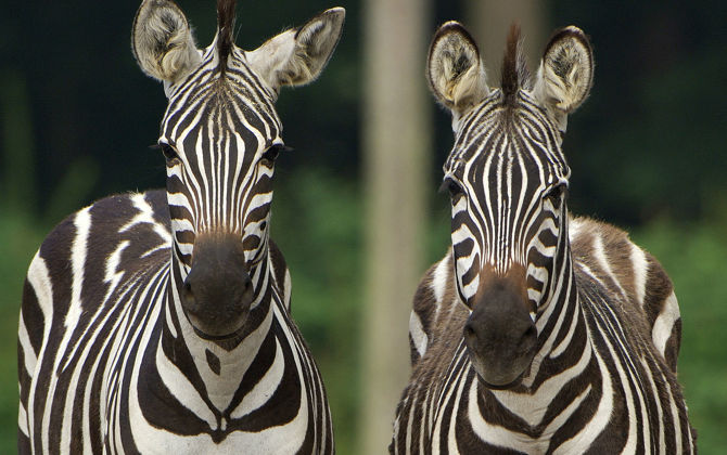 Besondere Tiertransporte: das Zebra