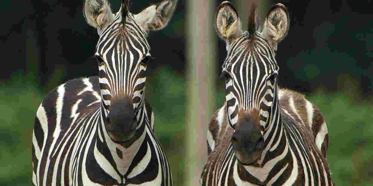 Besondere Tiertransporte: das Zebra