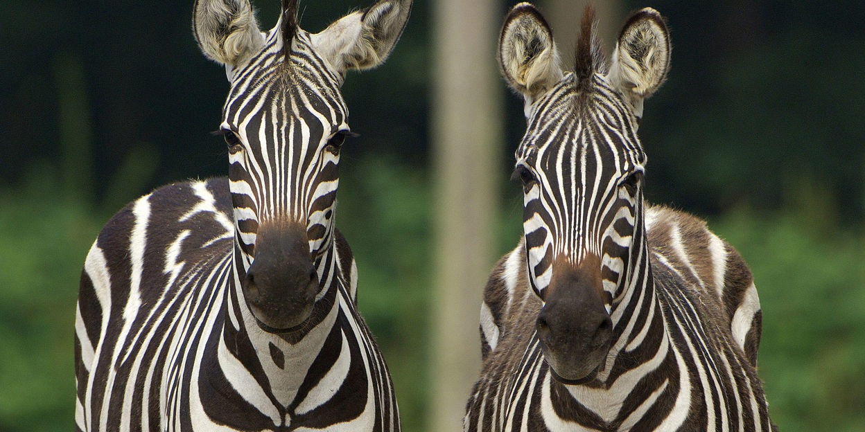 Besondere Tiertransporte: das Zebra