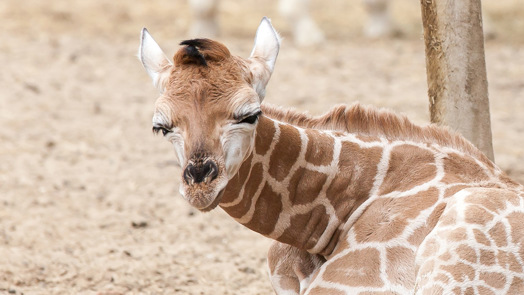 Das Verhalten der Giraffen bei Nacht