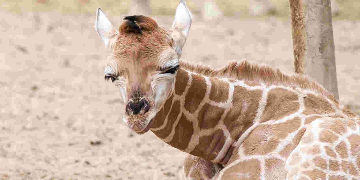 Das Verhalten der Giraffen bei Nacht