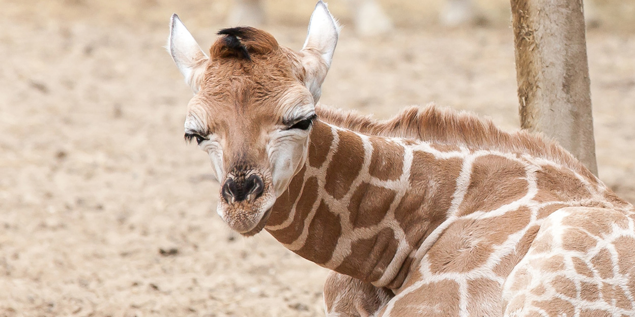 Das Verhalten der Giraffen bei Nacht