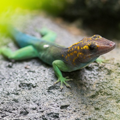 Über die Fortpflanzung
