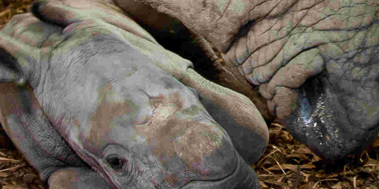 Erste Nashorn-Geburt in Arnheims Savanne