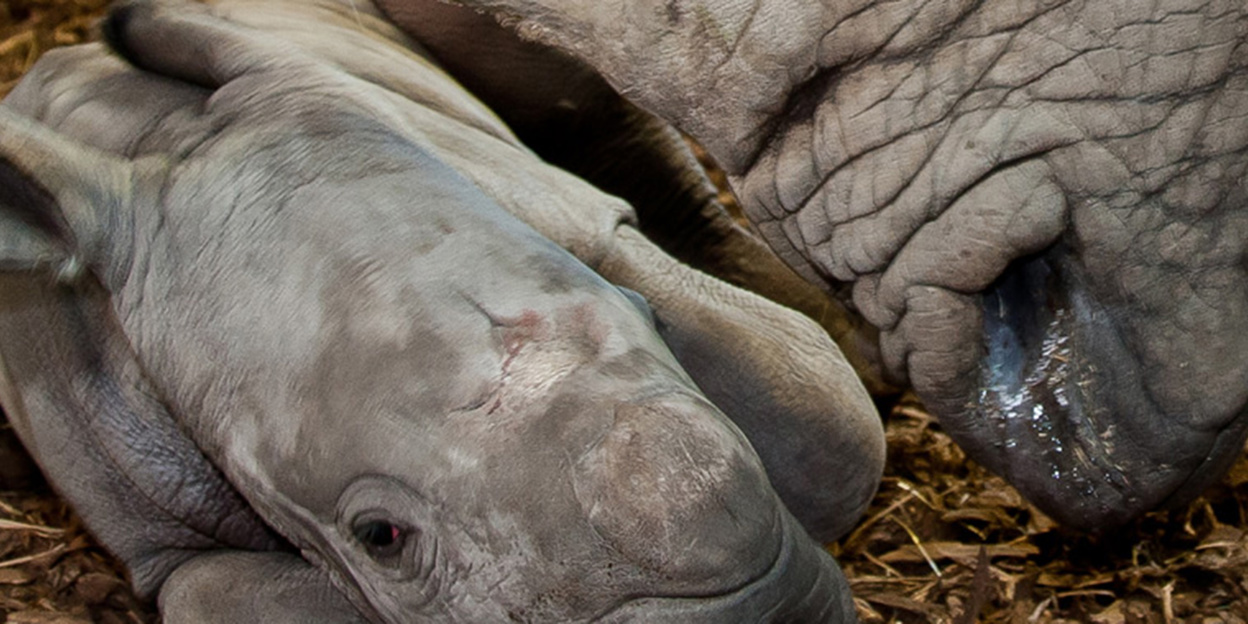 Erste Nashorn-Geburt in Arnheims Savanne
