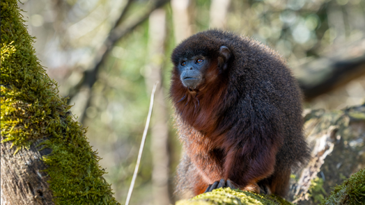 Der Burgers’ Zoo lässt in der Mangrove die Affen los
