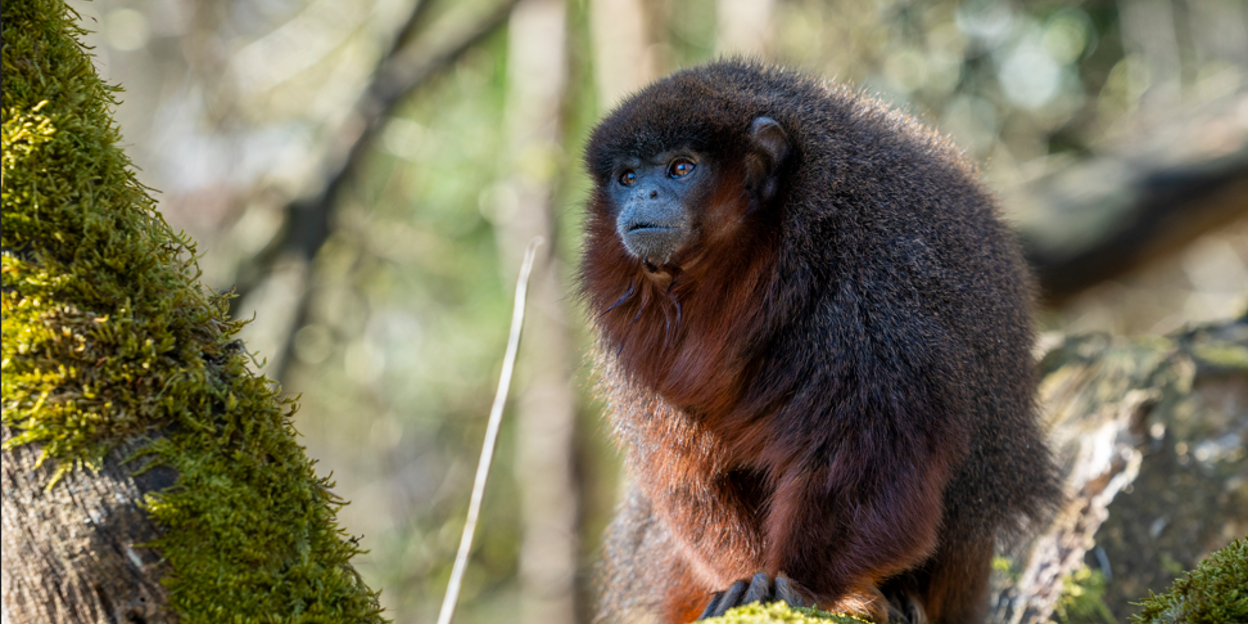 Der Burgers’ Zoo lässt in der Mangrove die Affen los
