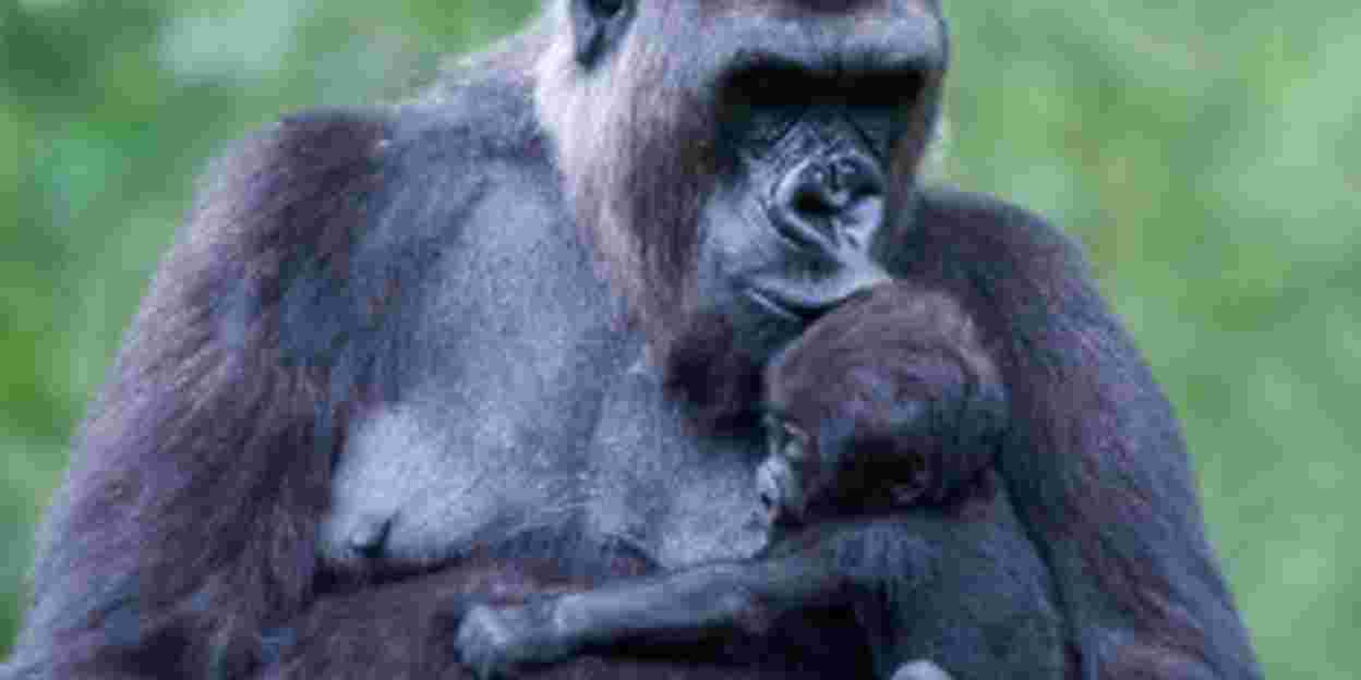 Erstmalig sechs Gorillajungen gleichzeitig