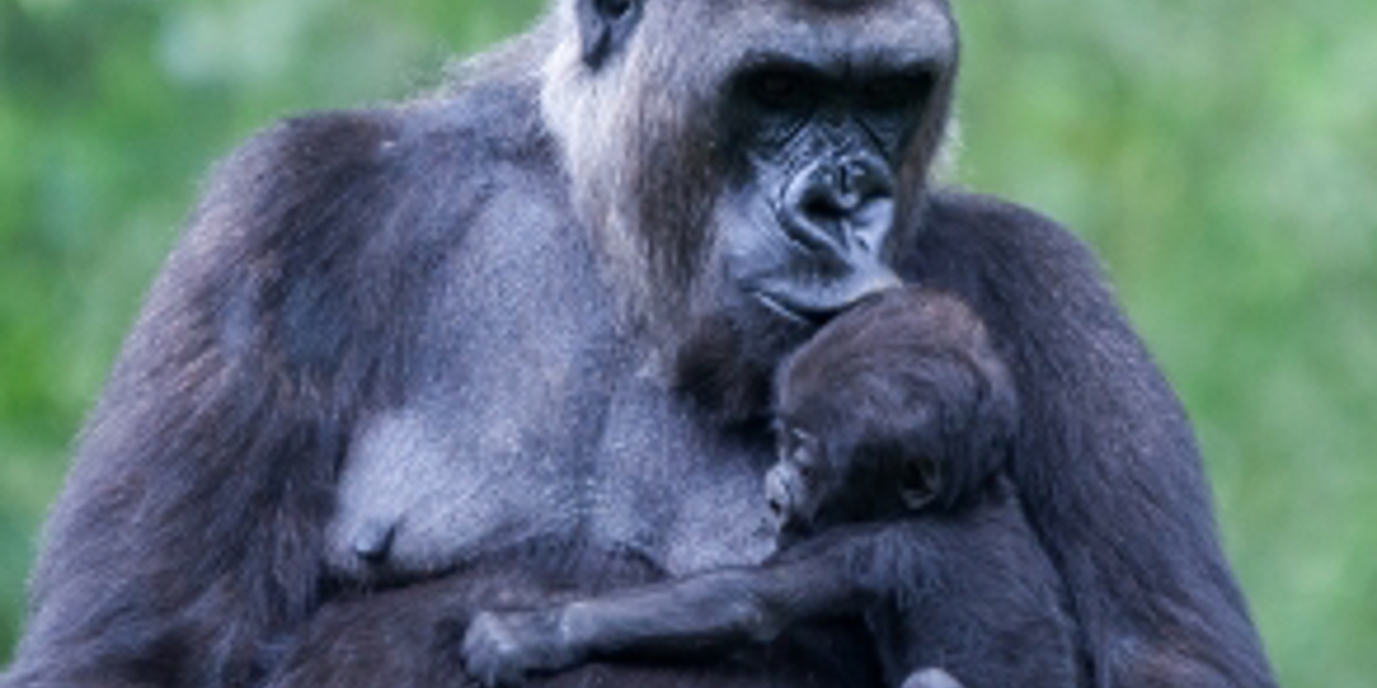 Erstmalig sechs Gorillajungen gleichzeitig