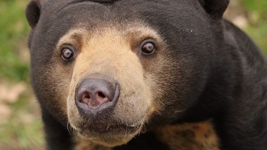 Verhaltensanreicherung für neugierige Malaienbären
